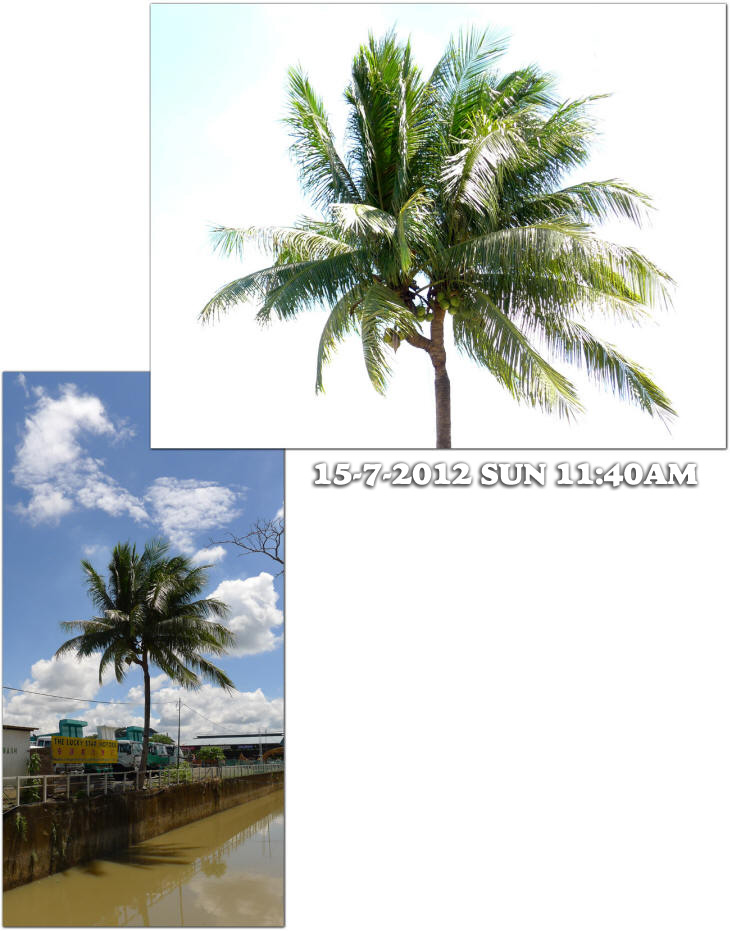 A Coconut Tree with two heads in Tawau