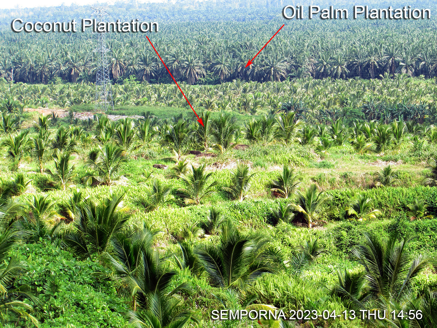 Oil Palm and Coconut Plantations
