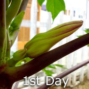 Papaya - From flower to fruit