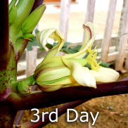 Papaya - From flower to fruit