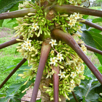 Flowers of a Male Papaya Tree