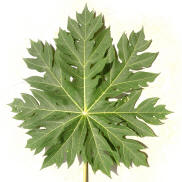 Papaya Leaves