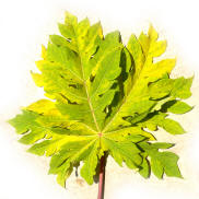 Papaya Leaves