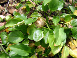 �ѹ���(�S�W�Ш�)