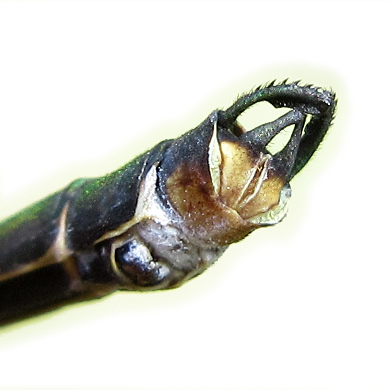 Neurobasis longipes Male appendages ventral view