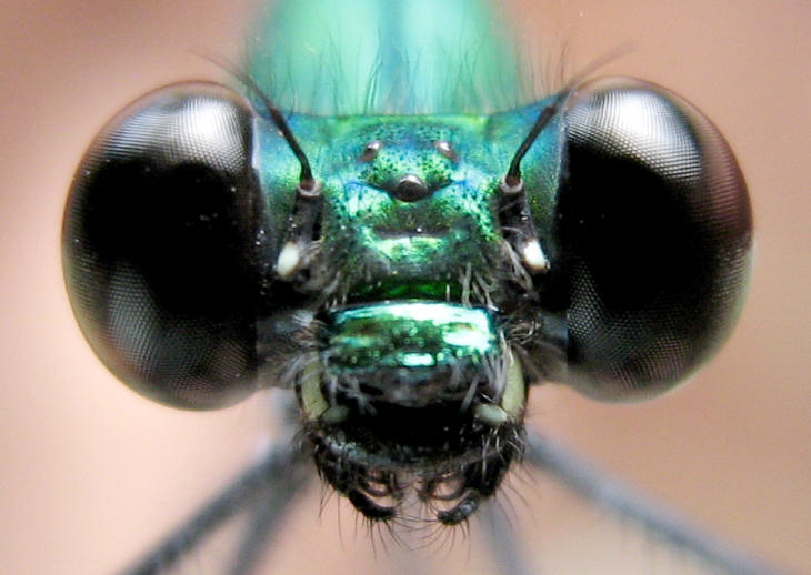 Vestalis amaryllis Lieftinck, 1965 