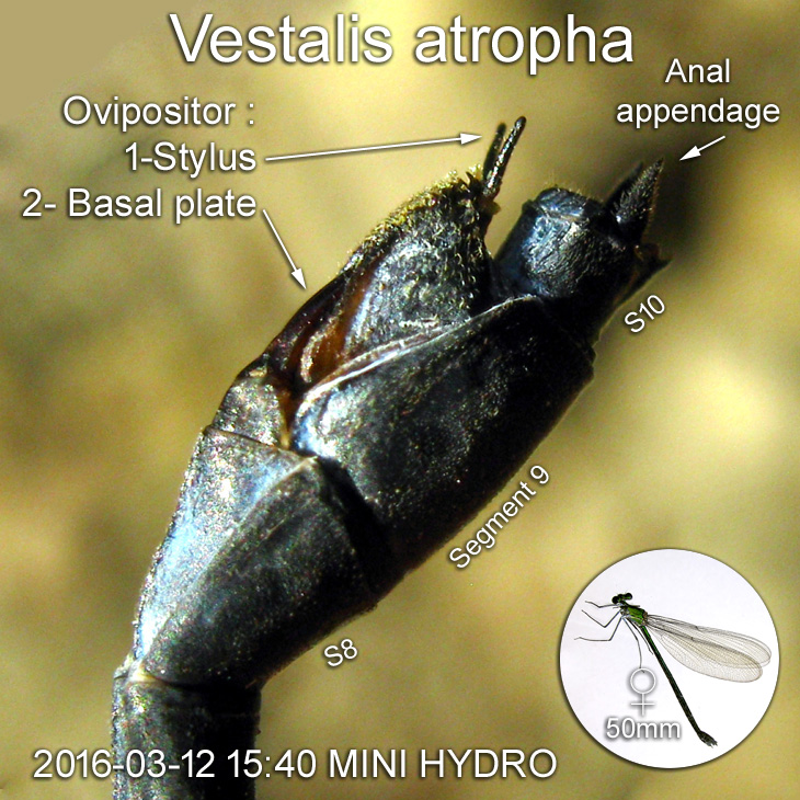 Ovipositor of a female Vestalis atropha