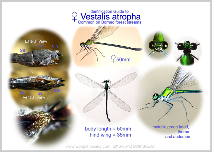 Identification Guide to female Vestalis amoena