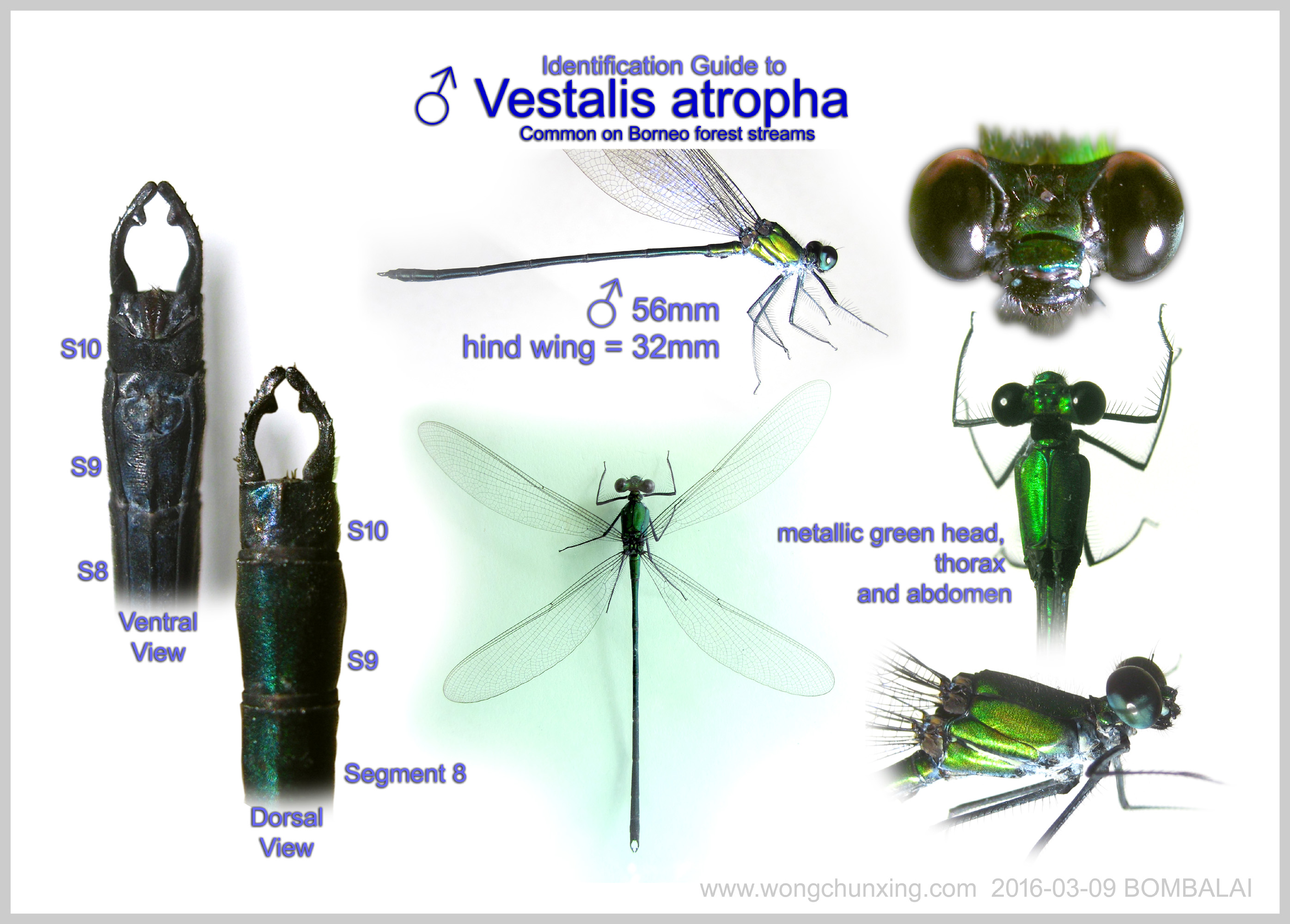 Identification Guide to ♂ Vestalis amoena