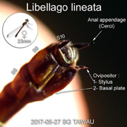 Ovipositor of a female damselfly Libellago lineata
