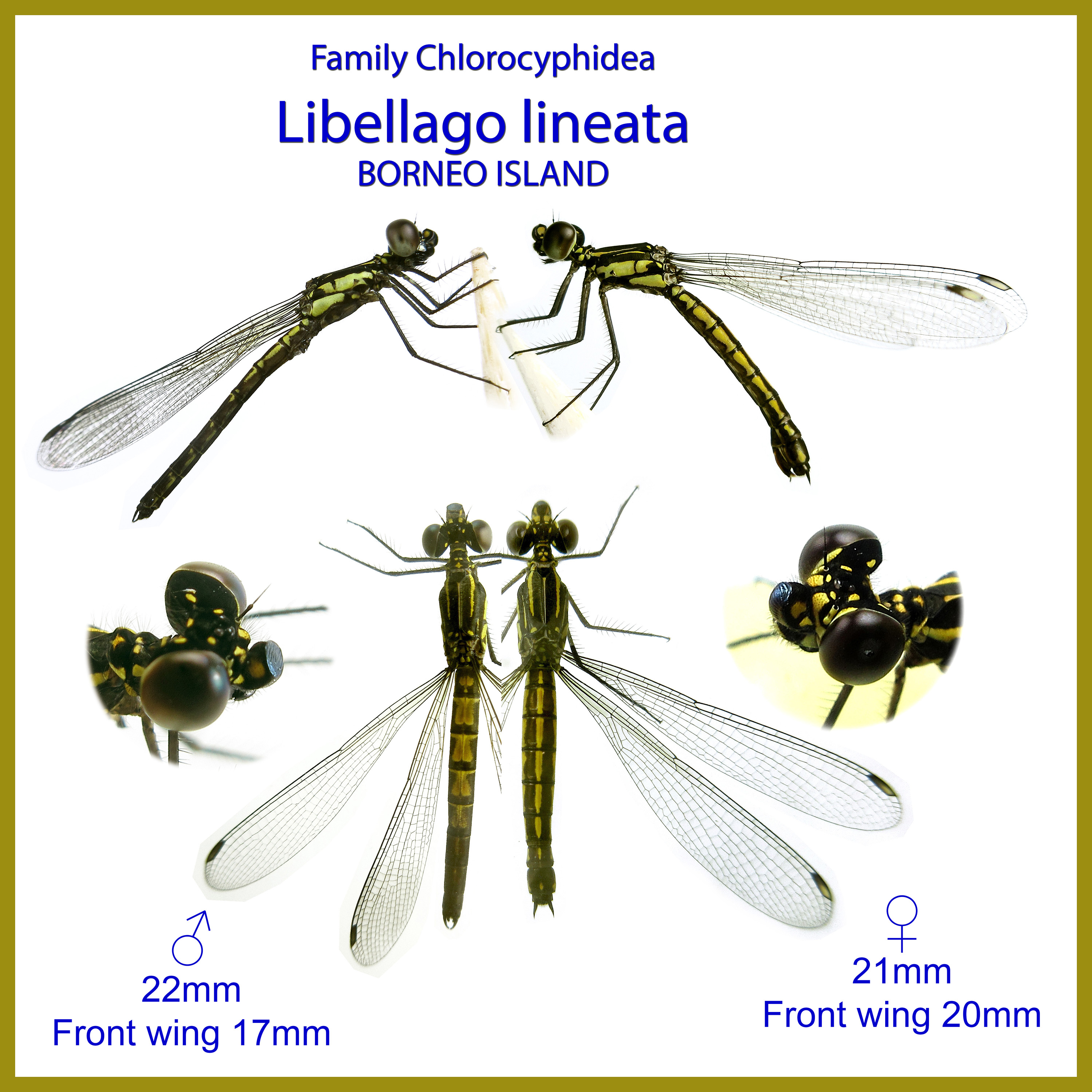 Libellago lineata (Burmeister, 1839)