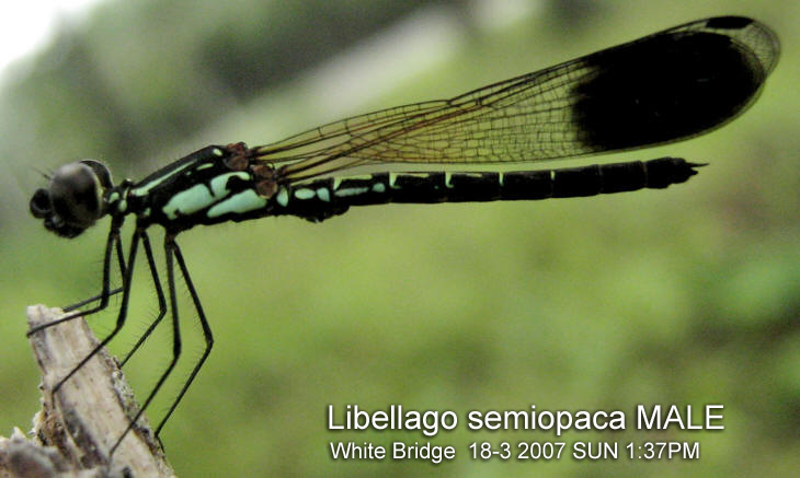 Libellago semiopaca MALE