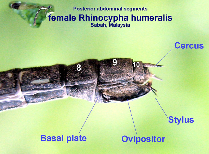 Abdominal segments of a Female Rhinocypha humeralis 
