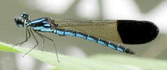 A matured male Rhinocypha humeralis is blue in color
