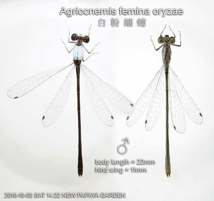 Agriocnemis femina oryzae 白粉細蟌 male