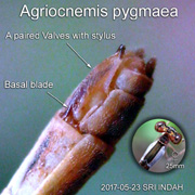 Agriocnemis pygmaea