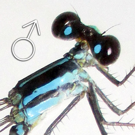 Agriocnemis Rubescens MALE