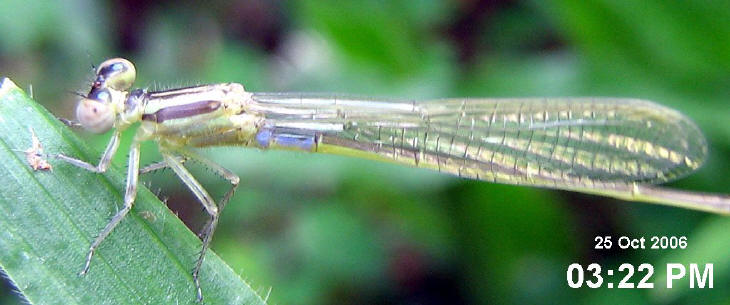 The muted colors of damselfly Ischnura senegalensis (Rambur, 1842)