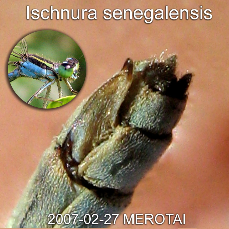Ovipositor of a female damselfly Ischnura senegalensis