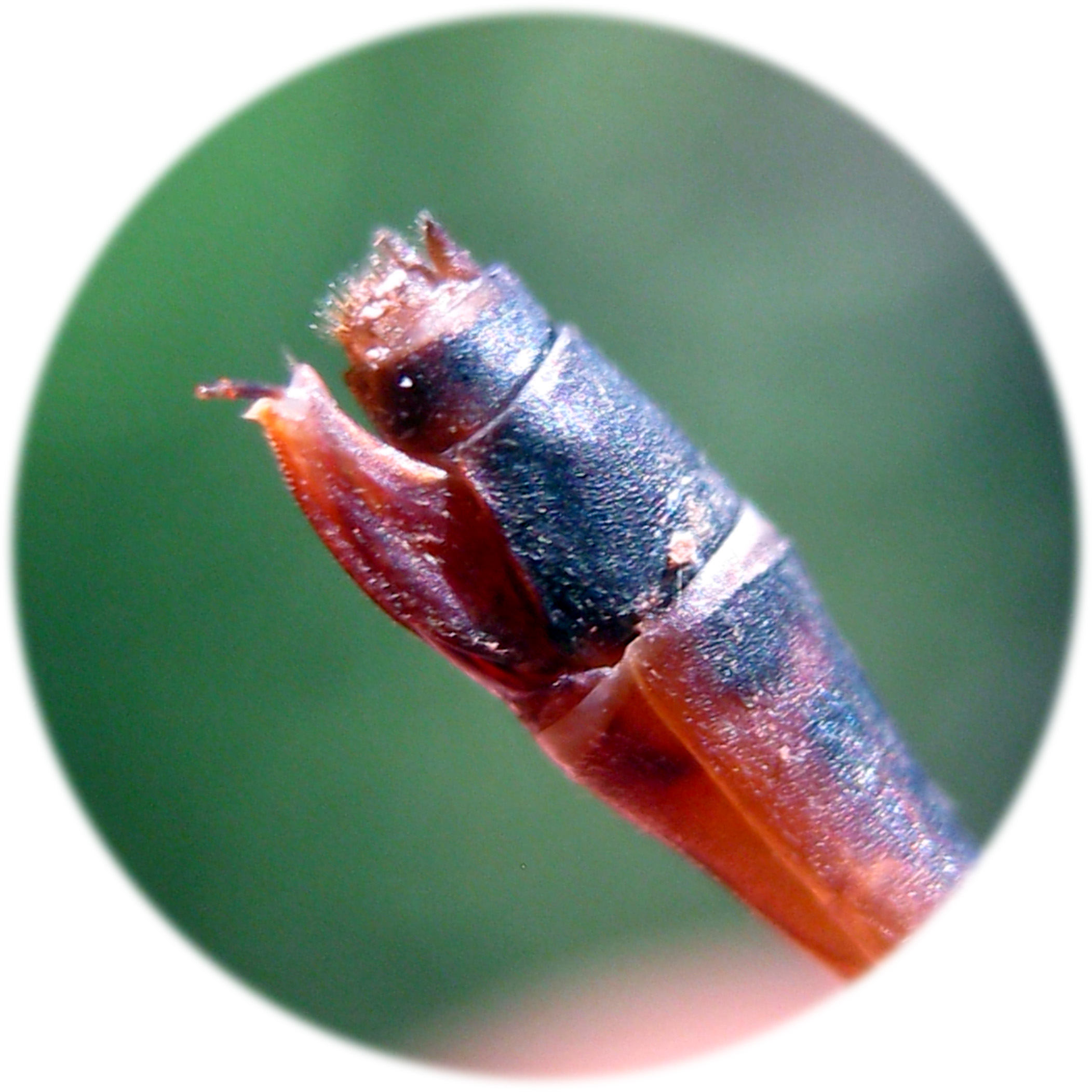 Female ovipositor