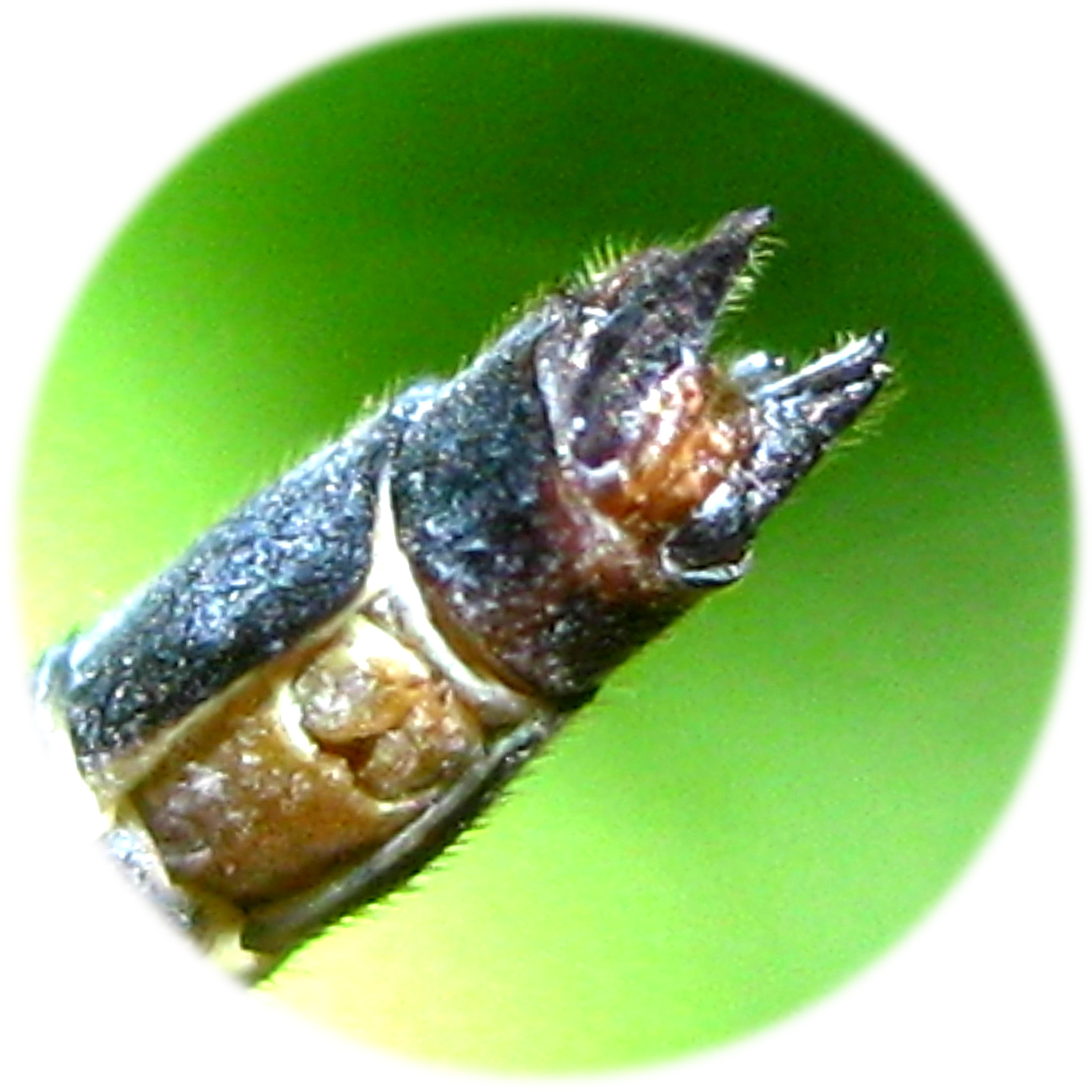 Male anal appendages