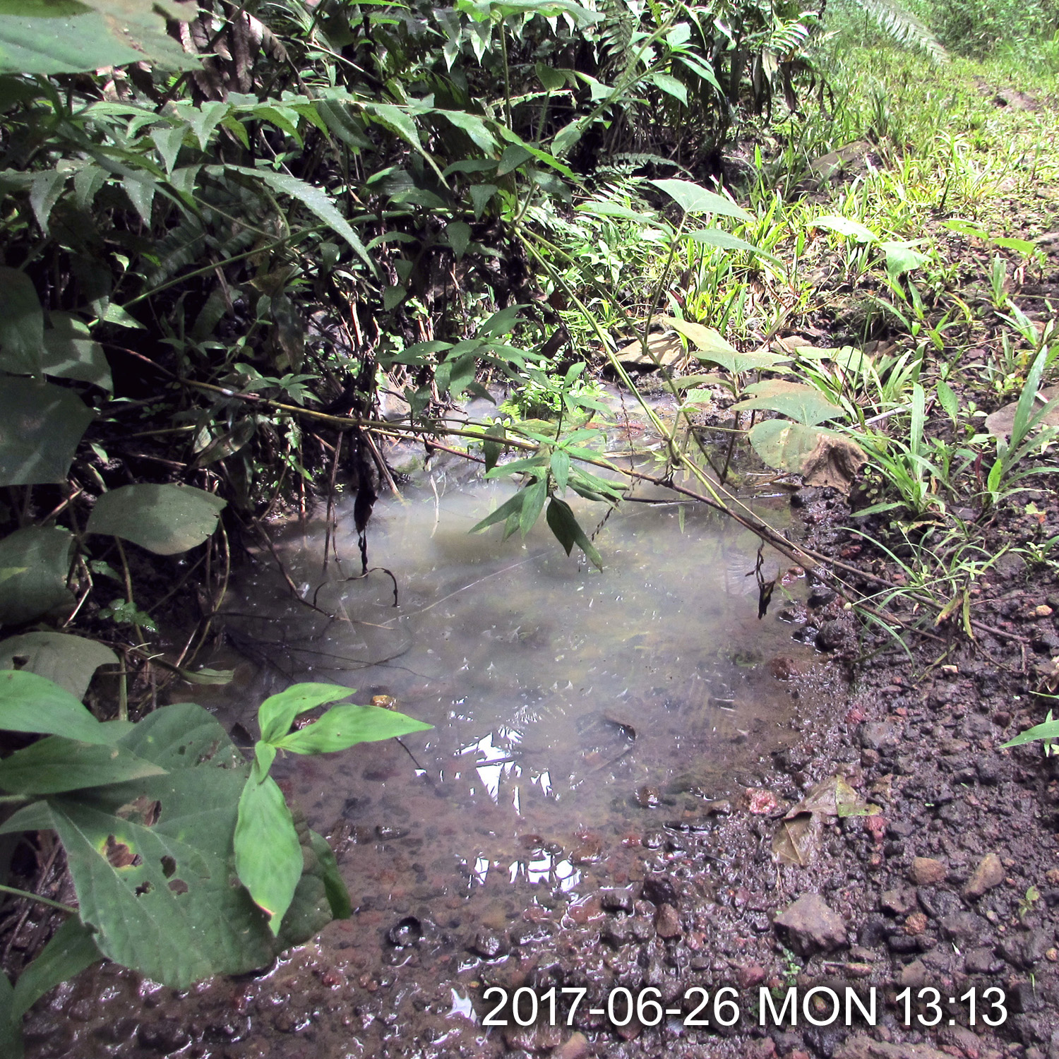 Shallow rainwater habitats in Sabah where damselfly Pseudagrion sp HILLZONE were found.