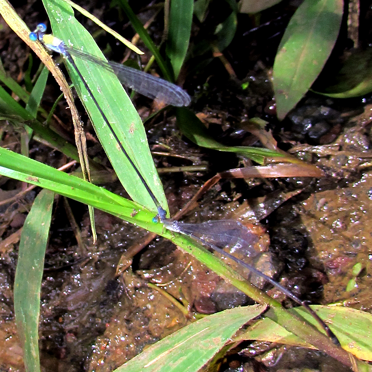 A pair of  Pseudagrion sp HILLZONE