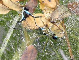 A pair of Xiphiagrion cyanomelas.
