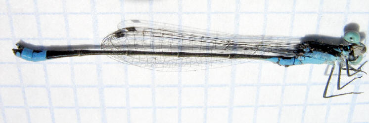 Xiphiagrion cyanomelas Male