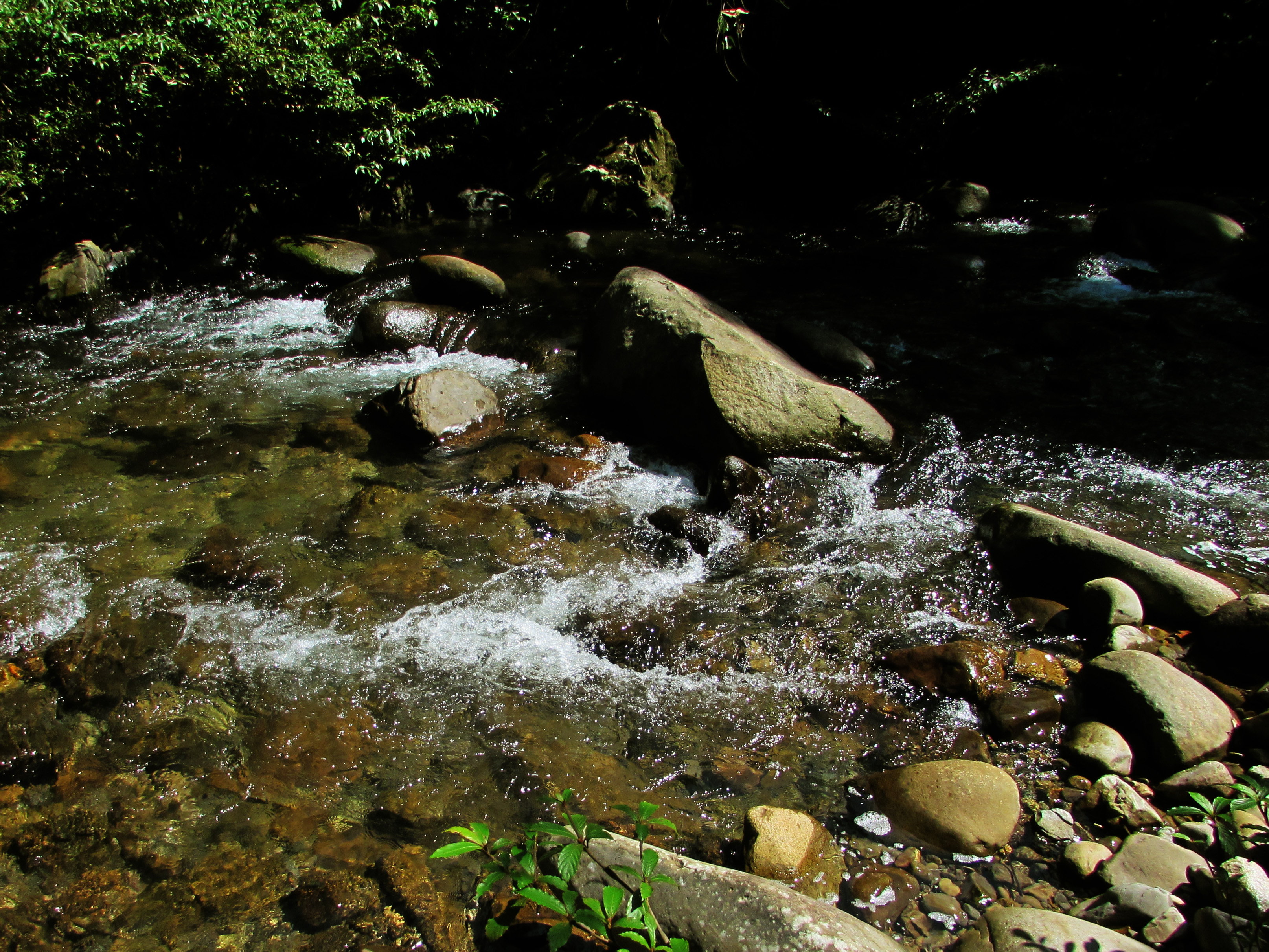 Clear and shift flowing mountain stream where Euphaea subcostalis, Neurobasis longipes and Vestalis atropha are found.