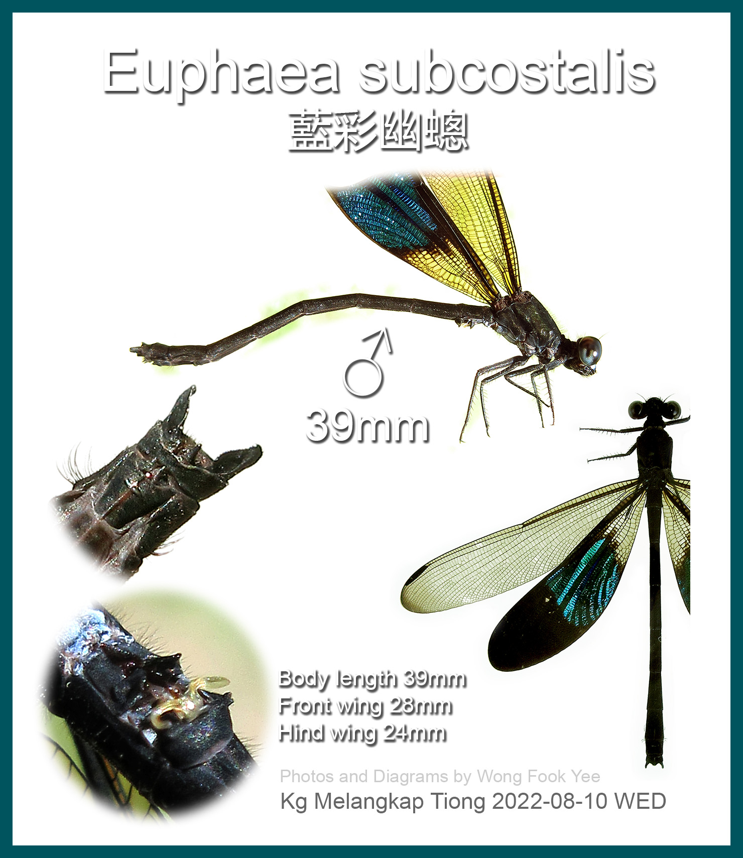 Identification Diagram of a male Euphaea subcostalis 藍彩幽蟌 of Borneo Island