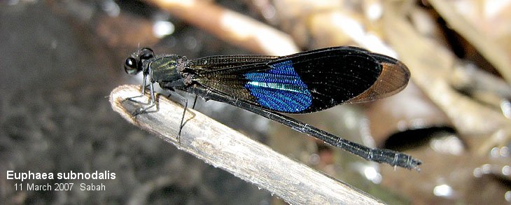 Male Euphaea subnodalis