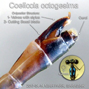 Ovipositor of a female Coeliccia octogesima