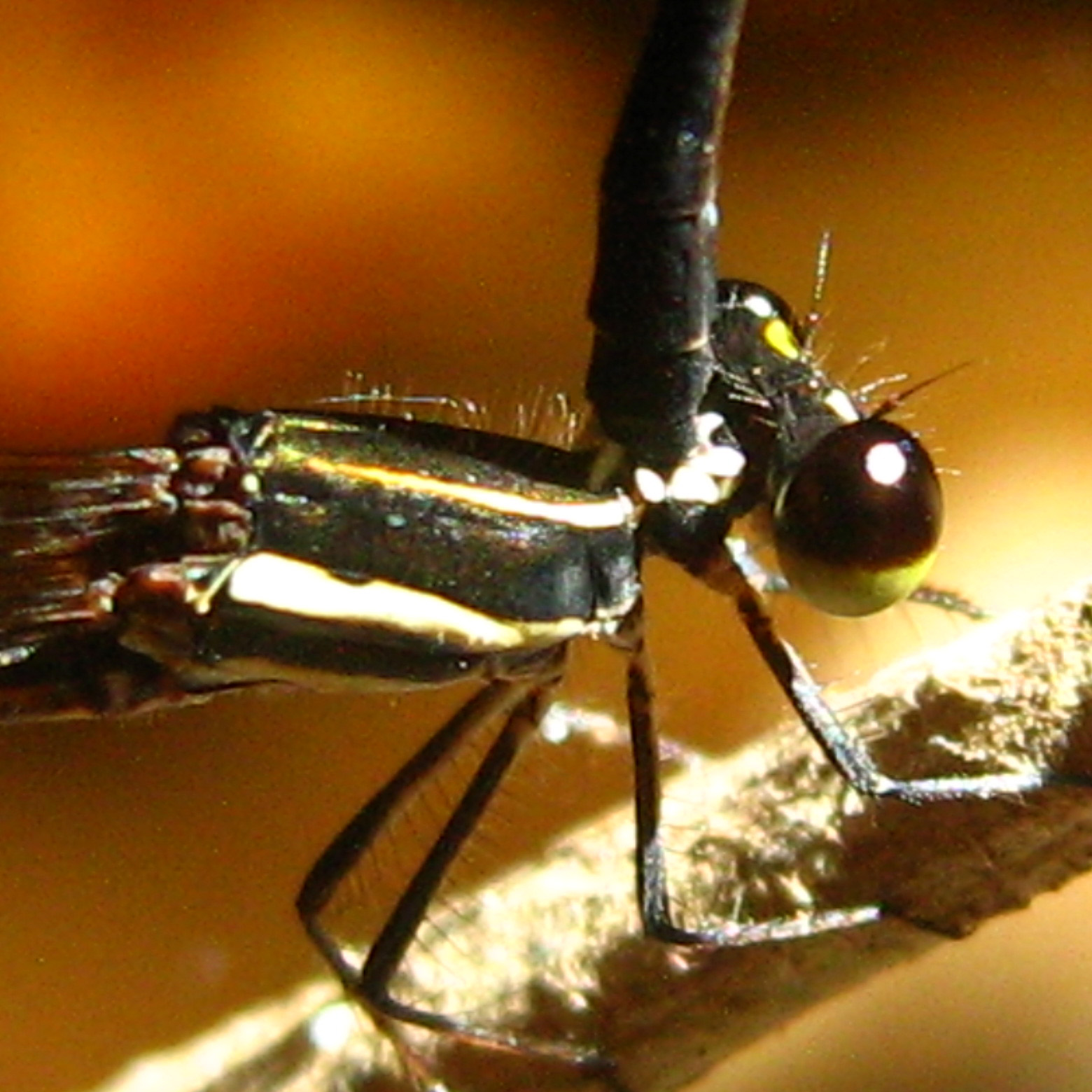 Female Prodasineura dorsalis