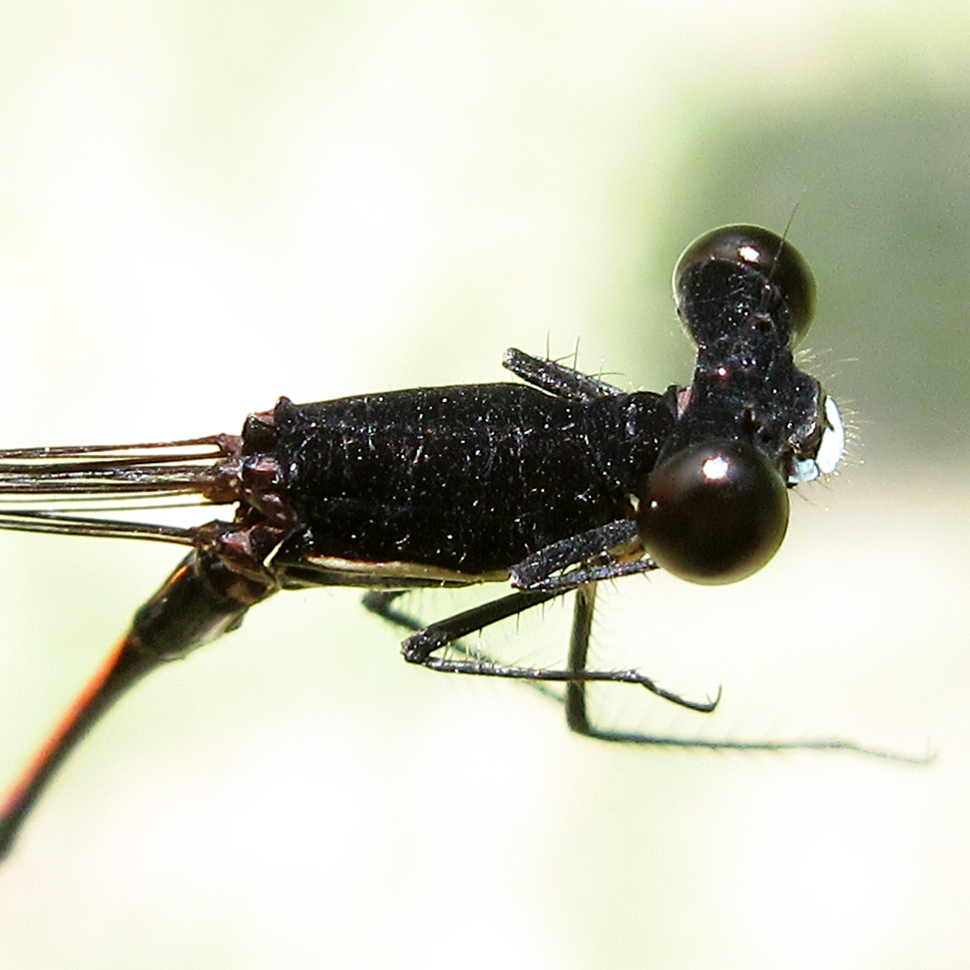Eyes and Thorax of a male Prodasineura hyperythra 