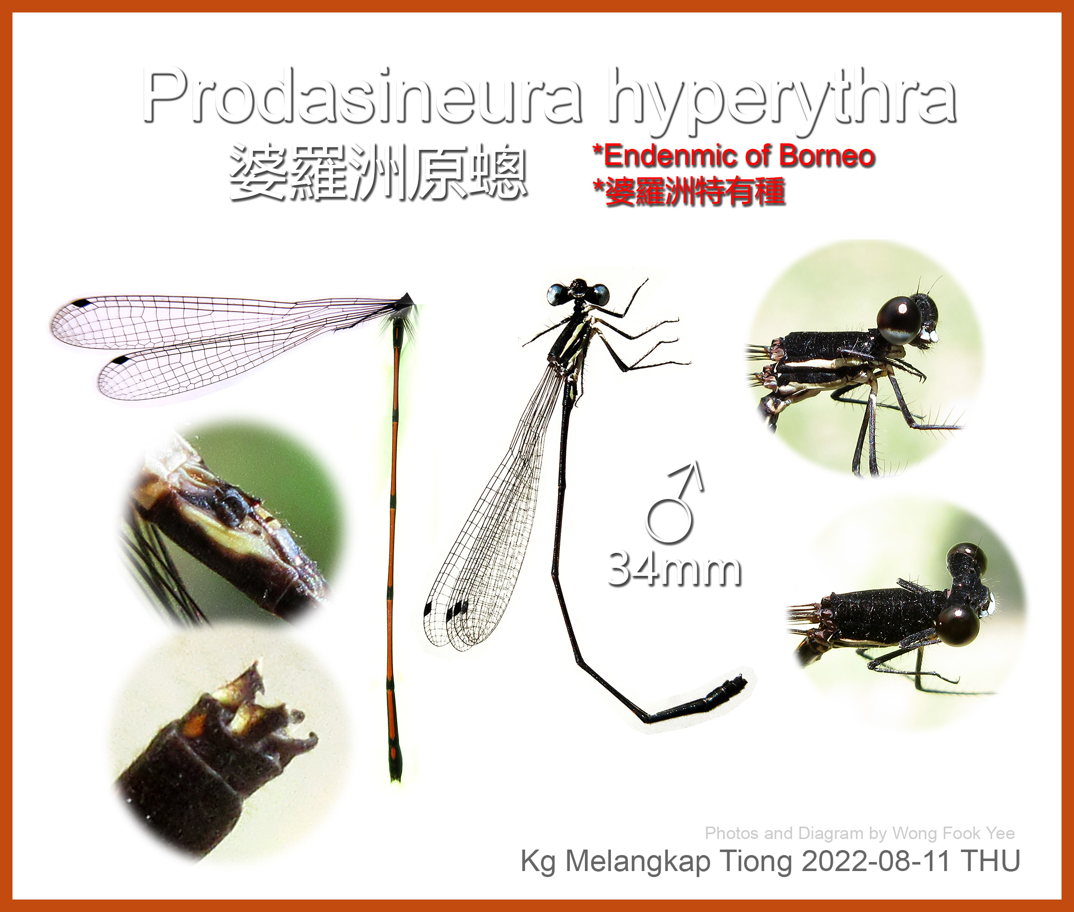 Prodasineura hyperythra 婆羅洲原蟌