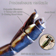 Ovipositor of a female damselfly  Prodasineura verticalis