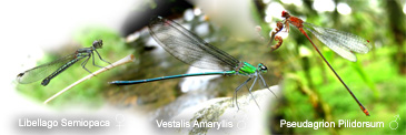 Damselflies hold the wings folded parallel with the abdomen or tilted upward