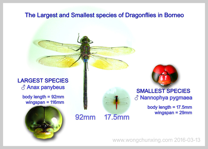 The Largest and Smallest species of Dragonflies in Borneo