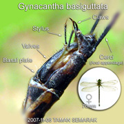 Ovipositor of a female dragonfly Gynacantha basiguttata