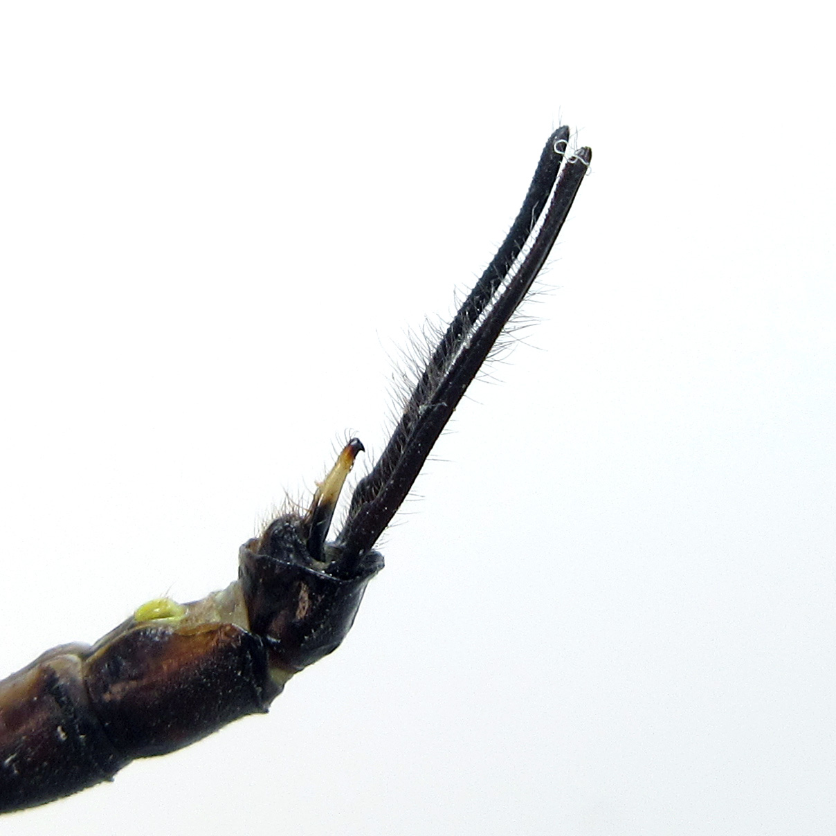 Male’s superior appendages are spear-shaped towards the tip when view from top. Inferior appendage is short and pale in color.
