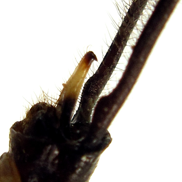 The pale, narrowly triangular, inferior anal appendage with a small hook at the tip.