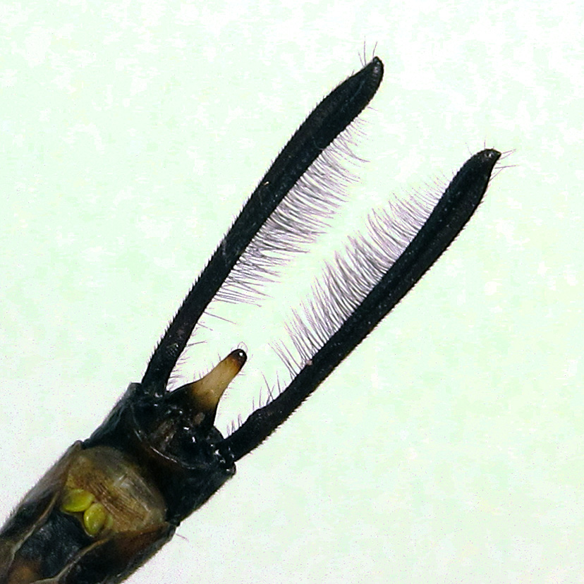 Pale, narrowly triangular inferior anal appendage.
