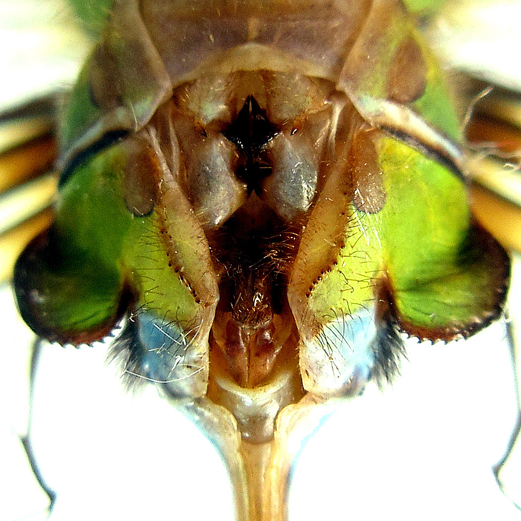 2nd abdominal segment