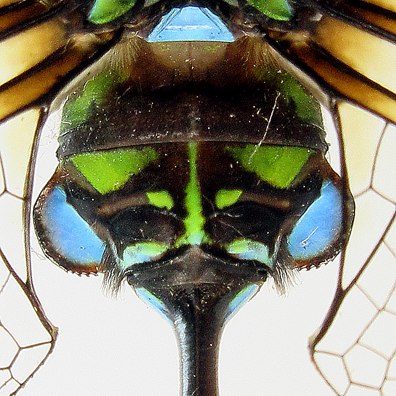The auricles on the side of the 2nd abdominal segment are bright blue
