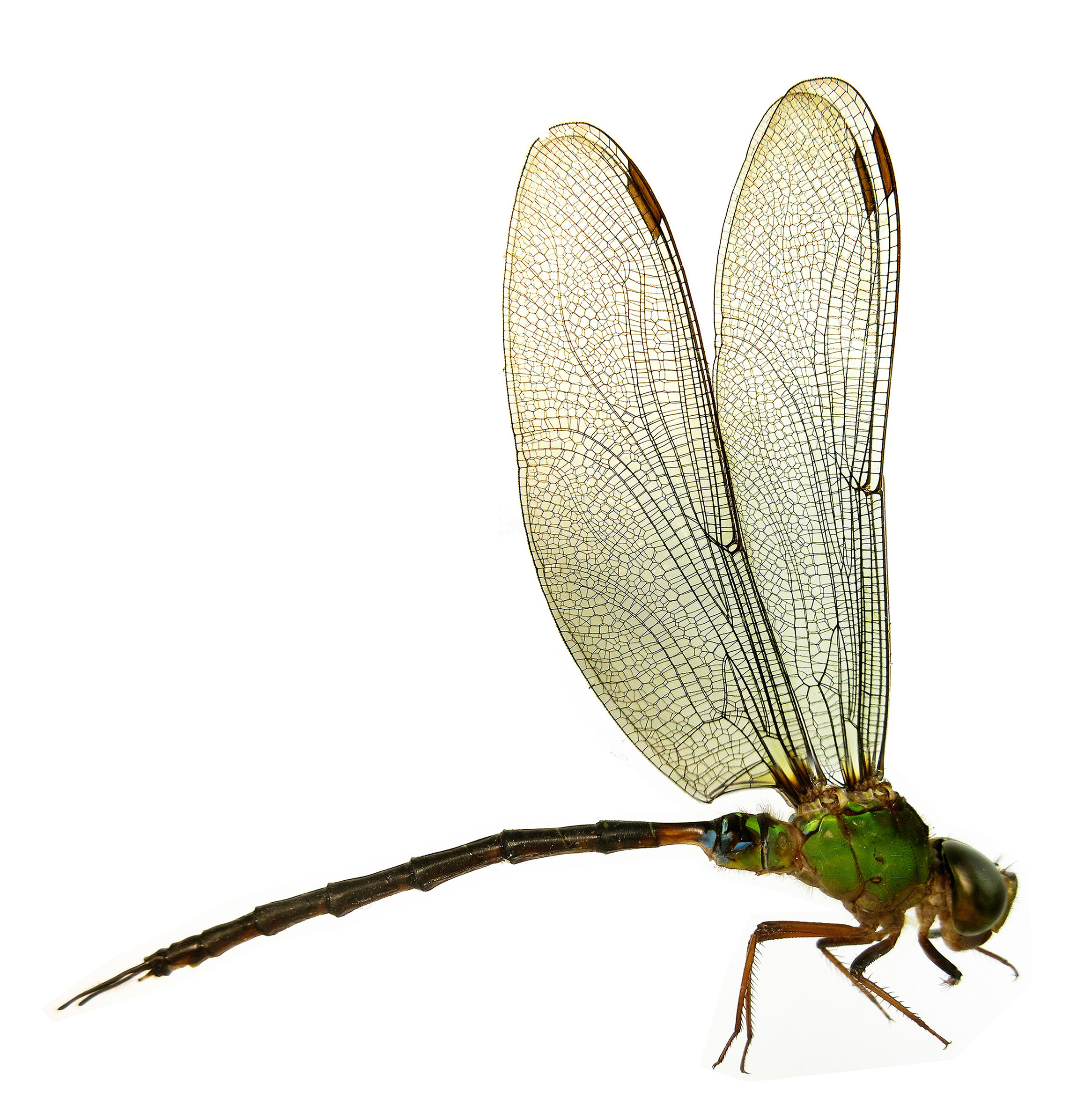 Gynacantha dohrni