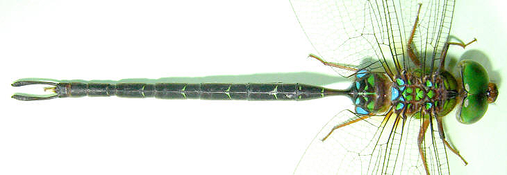 Gynacantha dohrni
