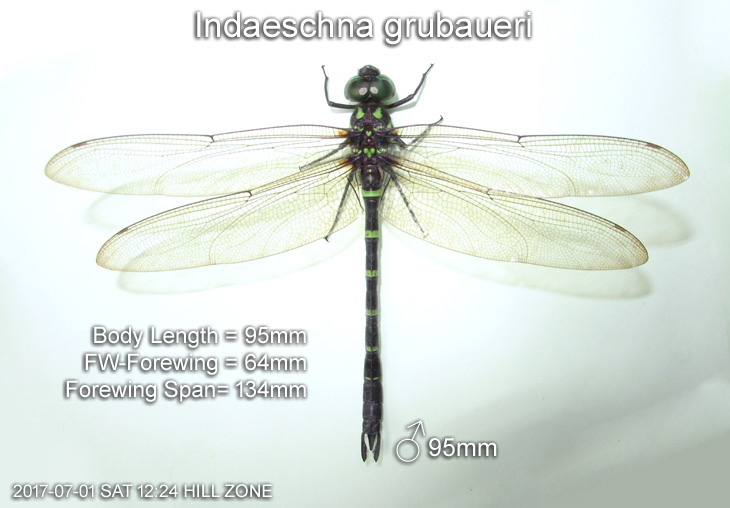 Indaeschna grubaueri