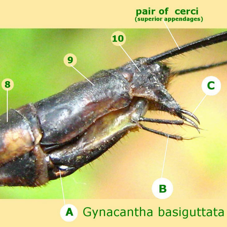 Ovipositor (Vulvar Lamina) of Female Dragonflies and Damselflies