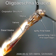 Ovipositor of a female dragonfly Oligoaeschna foliacea